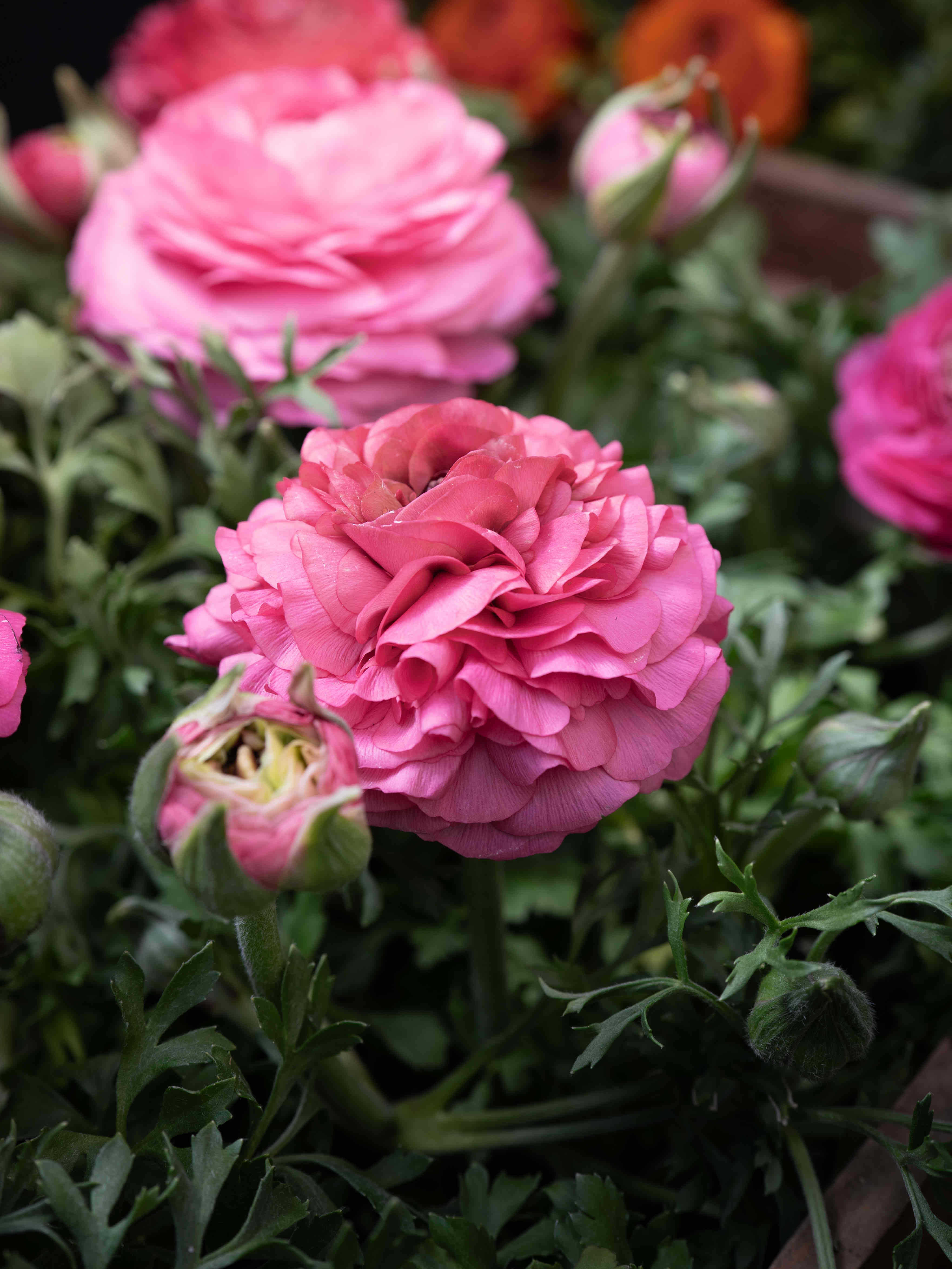 Blumenarrangement 21
